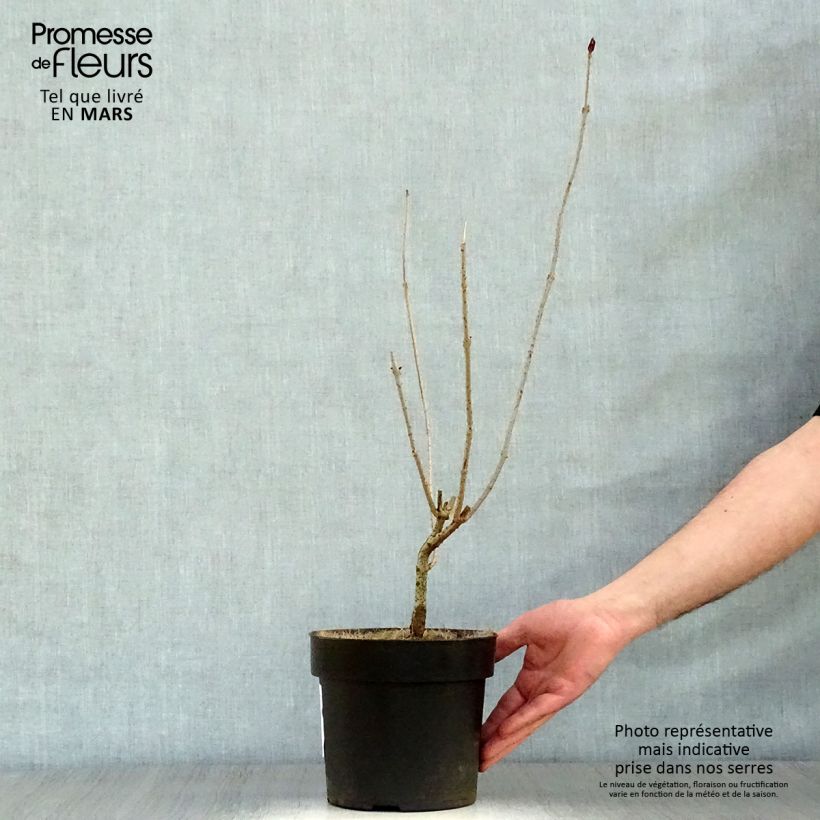 Example of Arbre de la chance - Clerodendrum trichotomum, clérodendron Pot de 3L/4L as you get in printemps