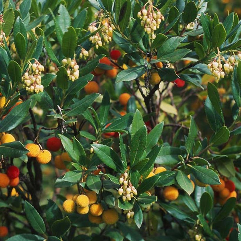 Arbutus unedo Atlantic - Arbousier (Foliage)