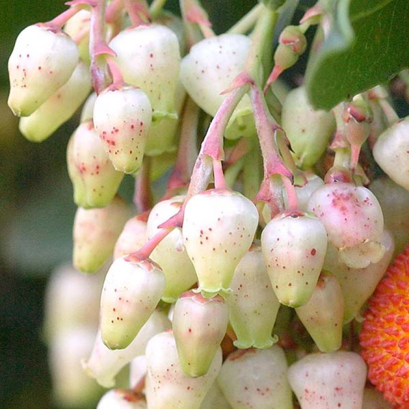Arbutus unedo Atlantic - Arbousier (Flowering)