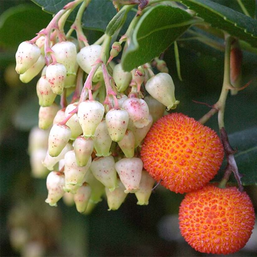 Arbutus unedo Atlantic - Arbousier (Harvest)