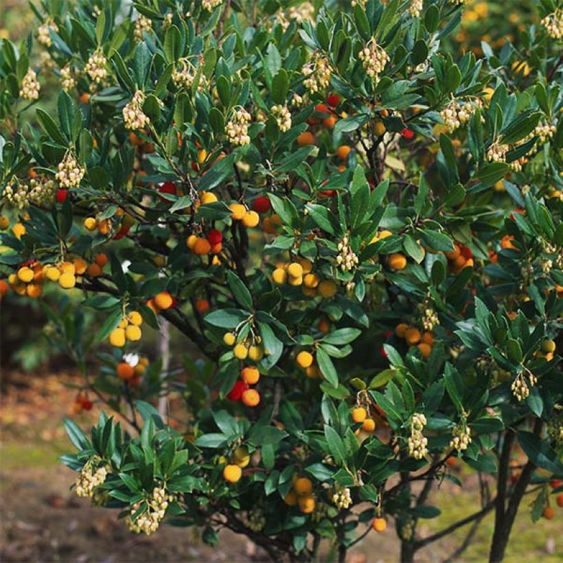 Arbutus unedo Atlantic - Arbousier (Plant habit)