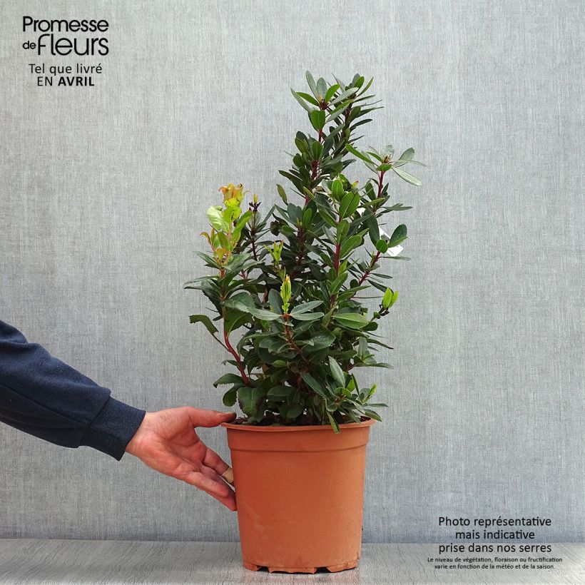 Example of Arbutus unedo - Arbousier Pot de 6L/7L as you get in printemps
