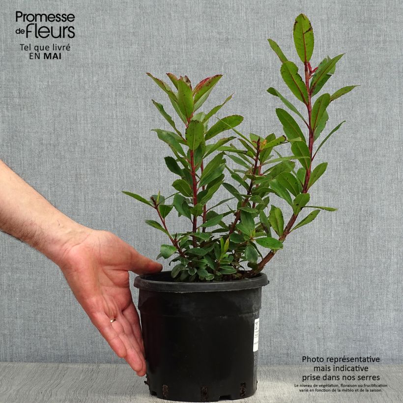 Example of Arbutus unedo - Arbousier Pot de 2L/3L as you get in printemps