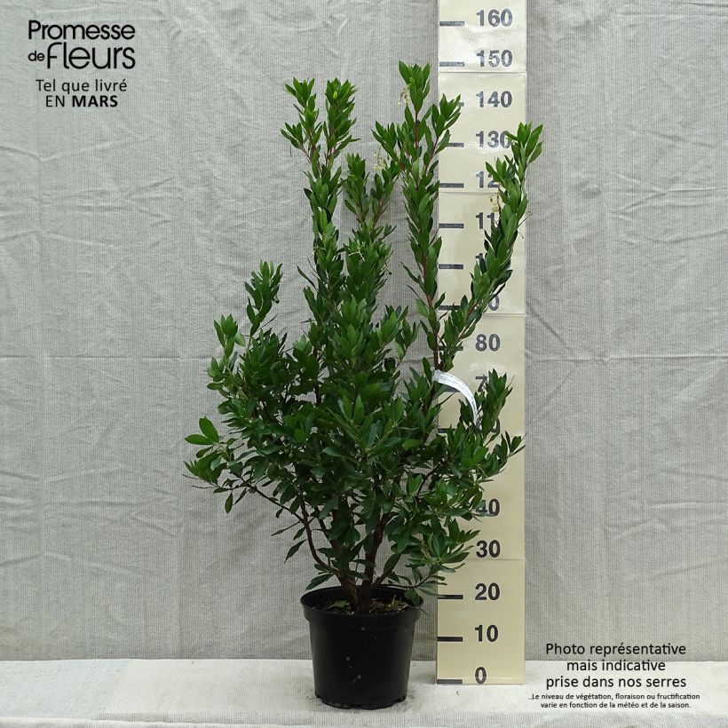 Example of Arbutus unedo Compacta - Arbousier Pot de 7,5L/10L as you get in printemps