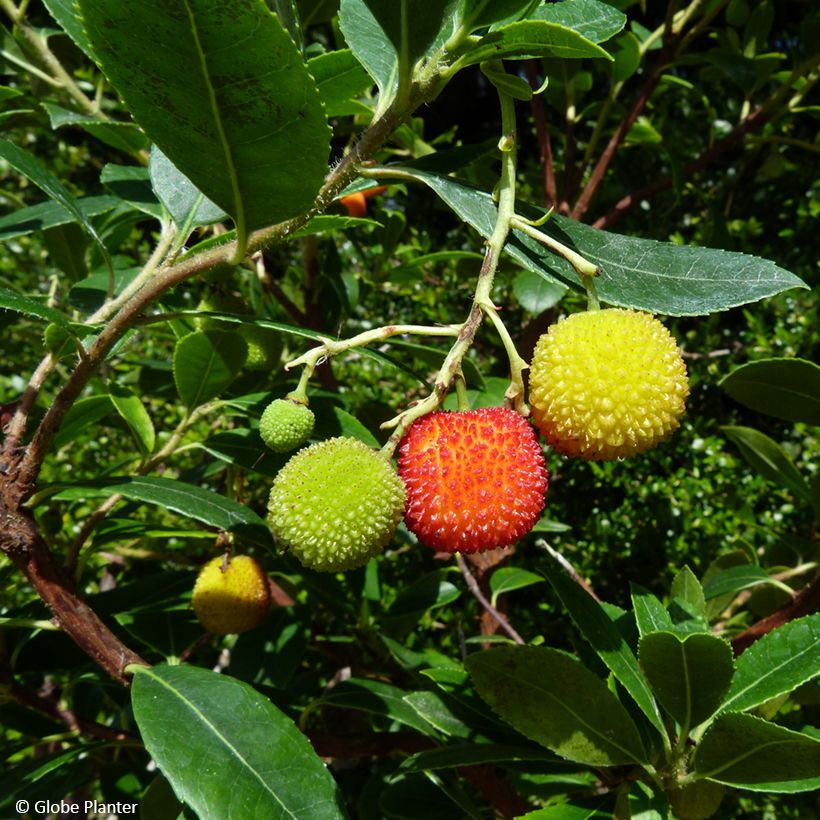 Arbutus unedo Peace and Love - Arbousier (Harvest)