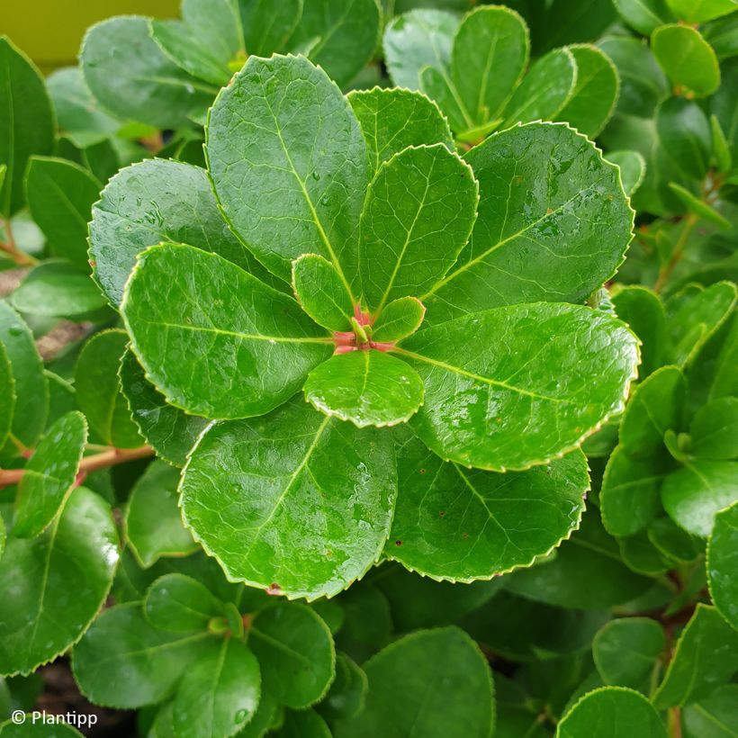Arbutus unedo Peace and Love - Arbousier (Foliage)