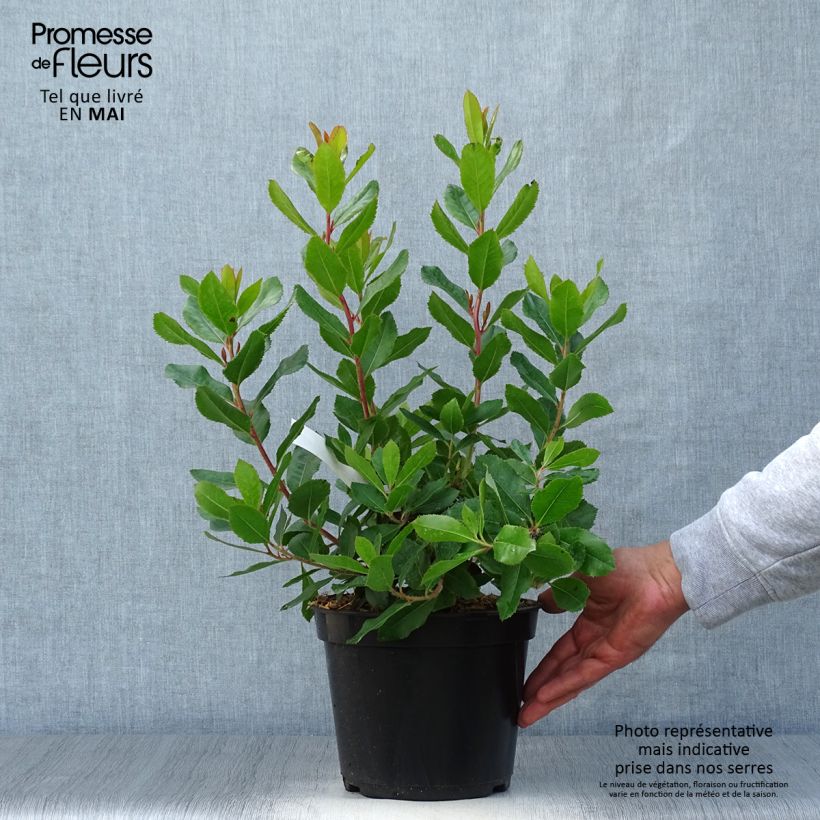 Example of Arbutus unedo Roselily - Arbousier Pot de 3L/4L as you get in printemps