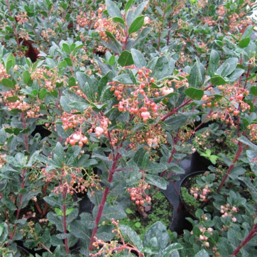 Arbutus unedo Rubra - Arbousier (Foliage)