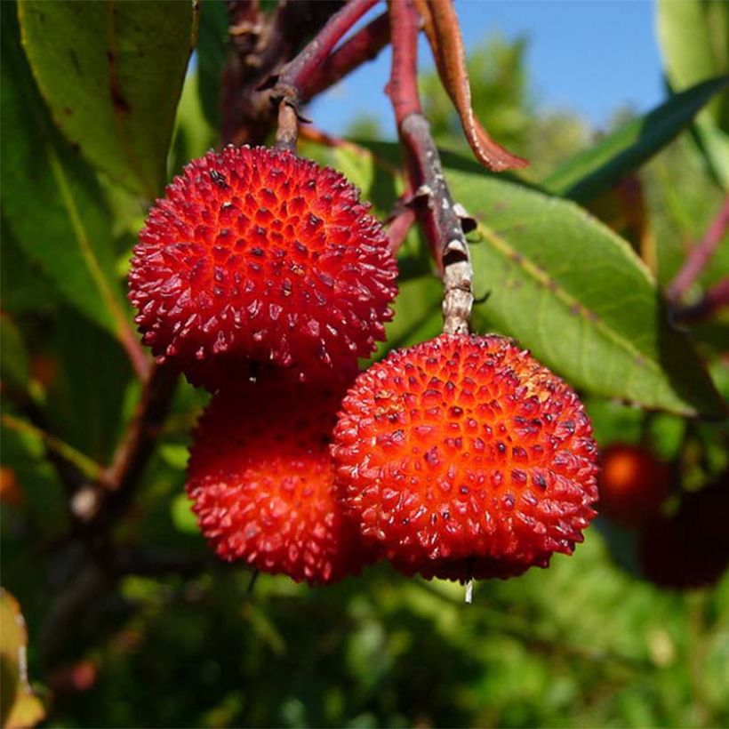 Arbutus unedo Rubra - Arbousier (Harvest)