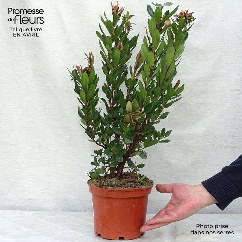 Example of Arbutus unedo Rubra - Arbousier Pot de 3L/4L as you get in printemps