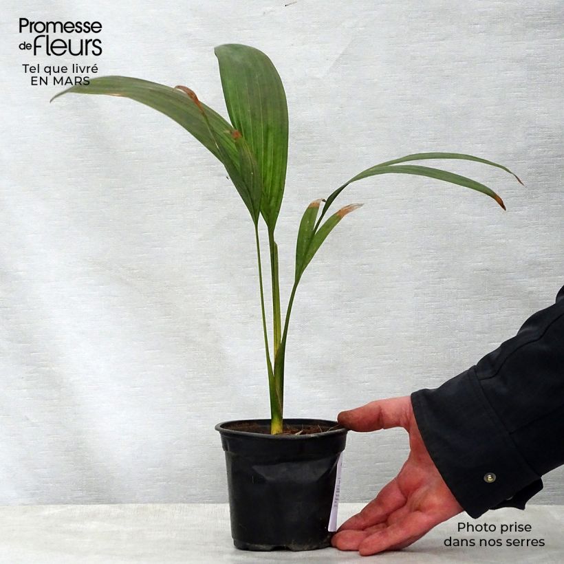 Example of Archontophoenix maxima - Palmier royal Pot de 12 cm / 13 cm as you get in printemps