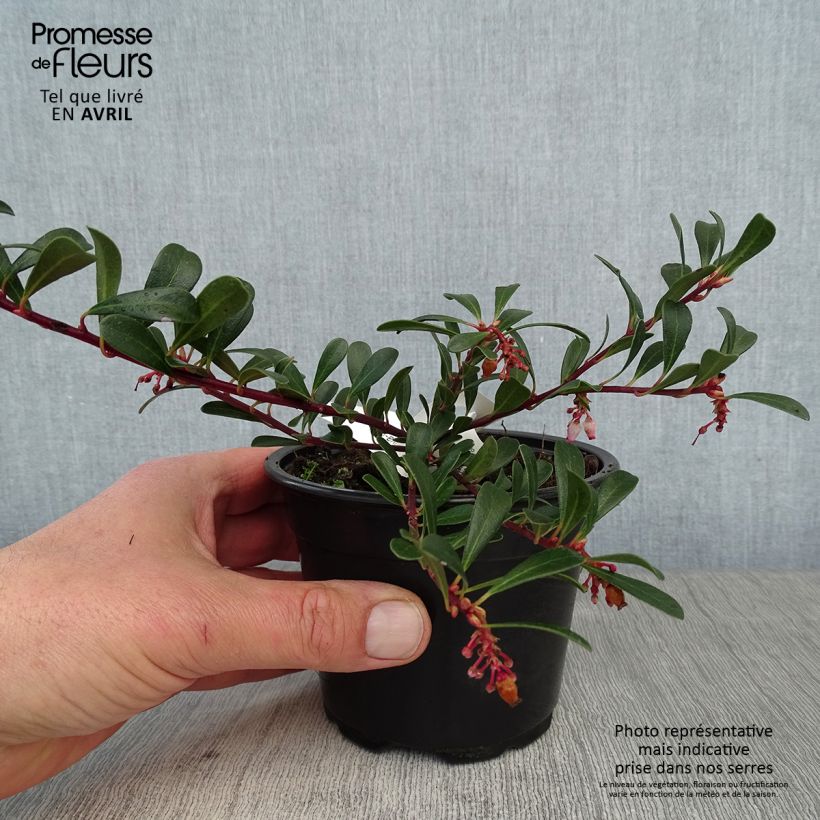Example of Arctostaphylos uva-ursi - Raisin d'ours Godet de 8/9 cm as you get in printemps