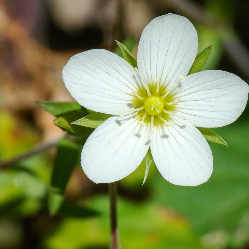 Arenaria montana - Sabline des Montagnes (Floraison)