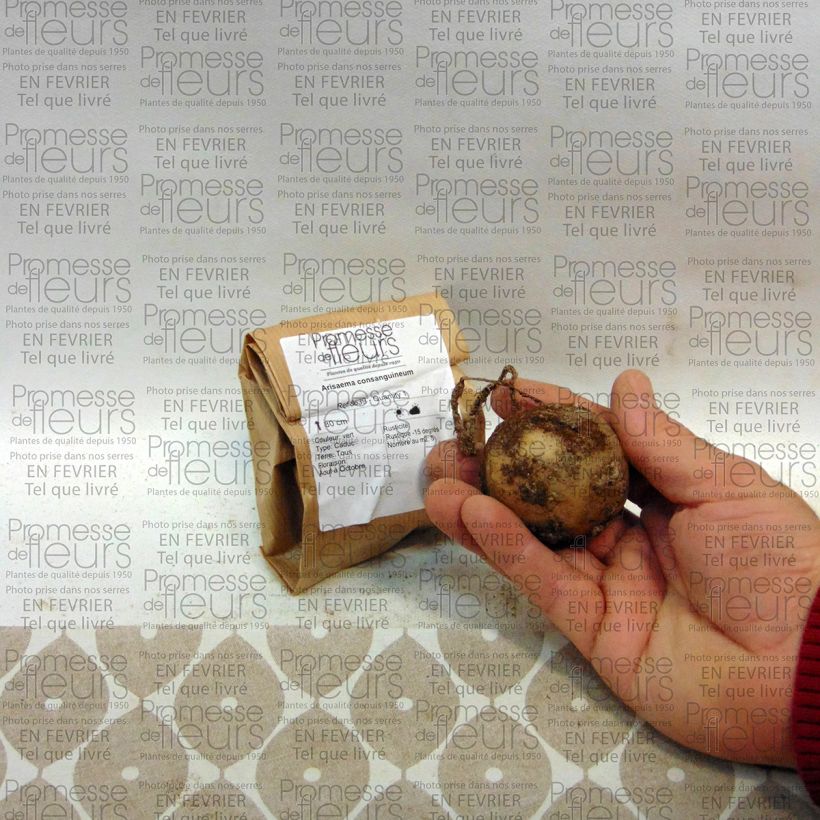 Exemple de spécimen de Arisaema consanguineum Bulbe, Calibre I tel que livré