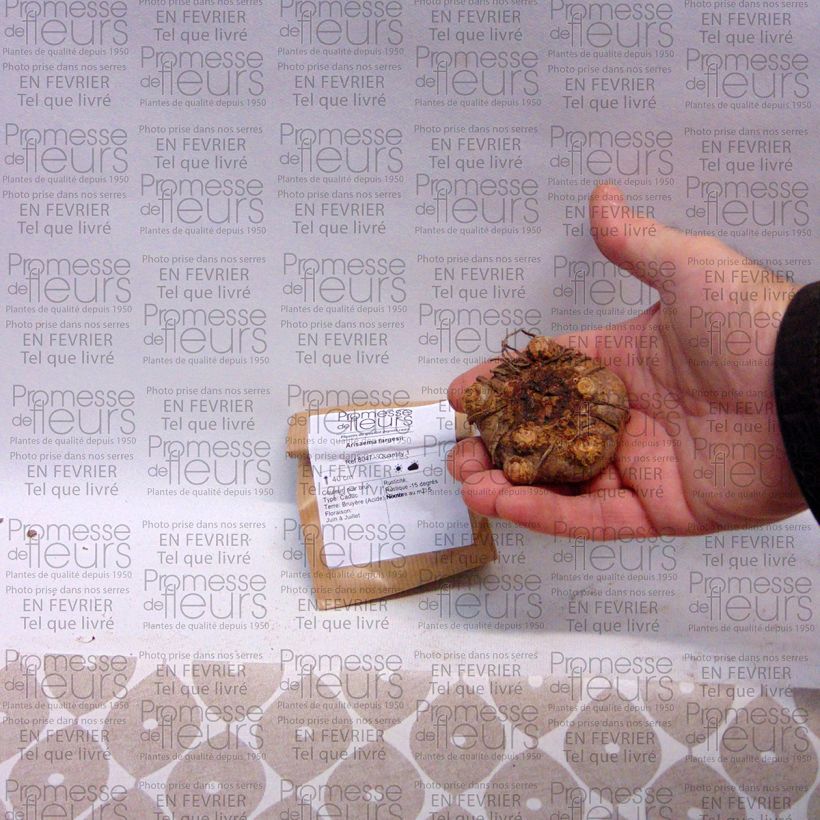 Exemple de spécimen de Arisaema fargesii Bulbe, Calibre I tel que livré