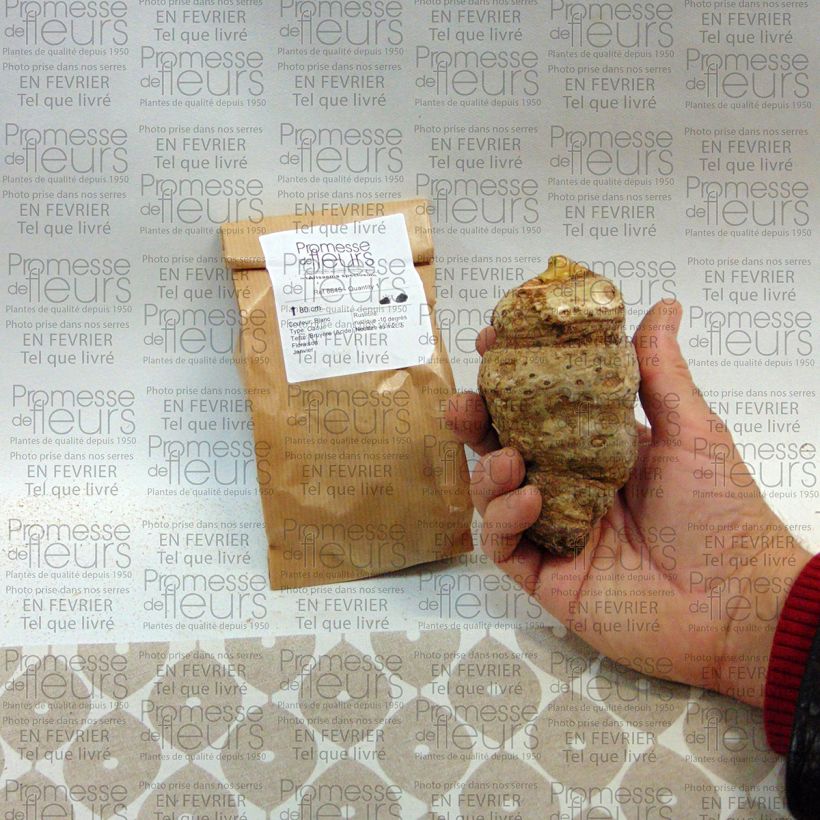 Exemple de spécimen de Arisaema speciosum Bulbe, Calibre I tel que livré