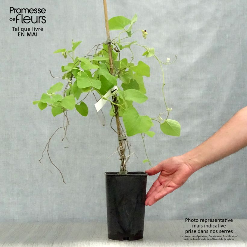 Spécimen de Aristoloche - Aristolochia macrophylla (durior) Pot de 2L/3L tel que livré au printemps