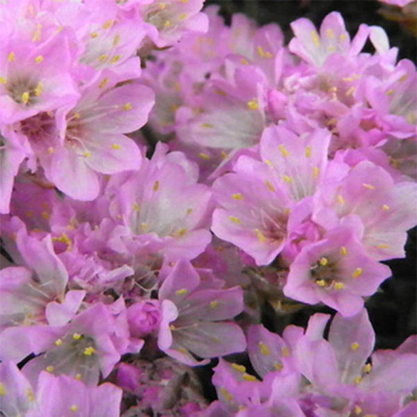 Gazon d'Espagne, Armeria juniperifolia, Armérie à feuilles de genévrier (Flowering)