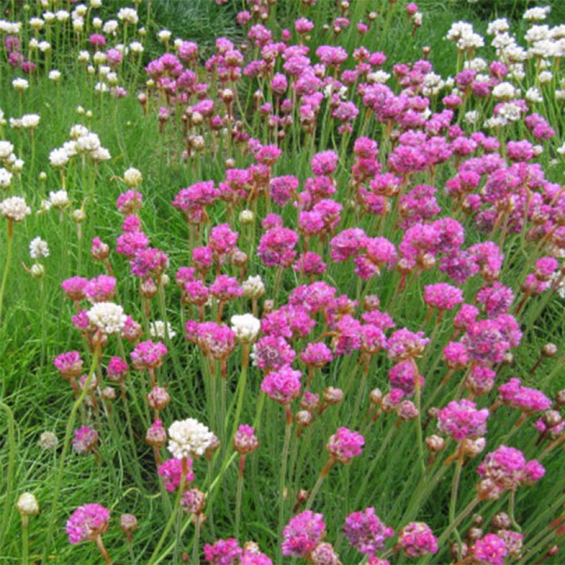 Gazon d'Espagne - Armeria maritima Splendens (Flowering)