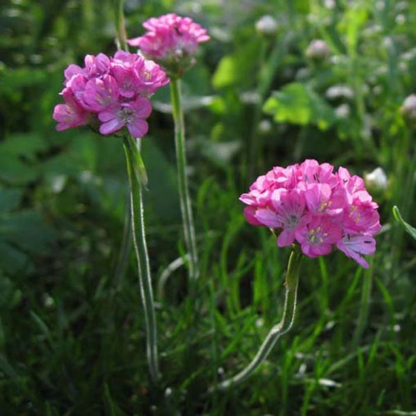 Gazon d'Espagne rose, Armeria Maritima Rosea (Plant habit)