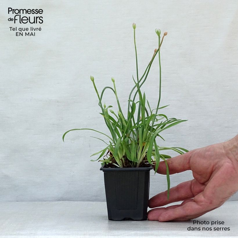 Example of Armeria pseudarmeria Ballerina Lilac - Gazon d'Espagne Godet de 8/9 cm as you get in printemps