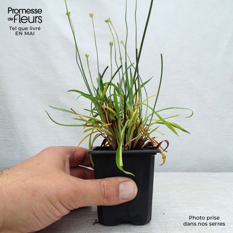 Example of Armeria pseudarmeria Ballerina Red - Gazon d'Espagne. Godet de 8/9 cm as you get in printemps