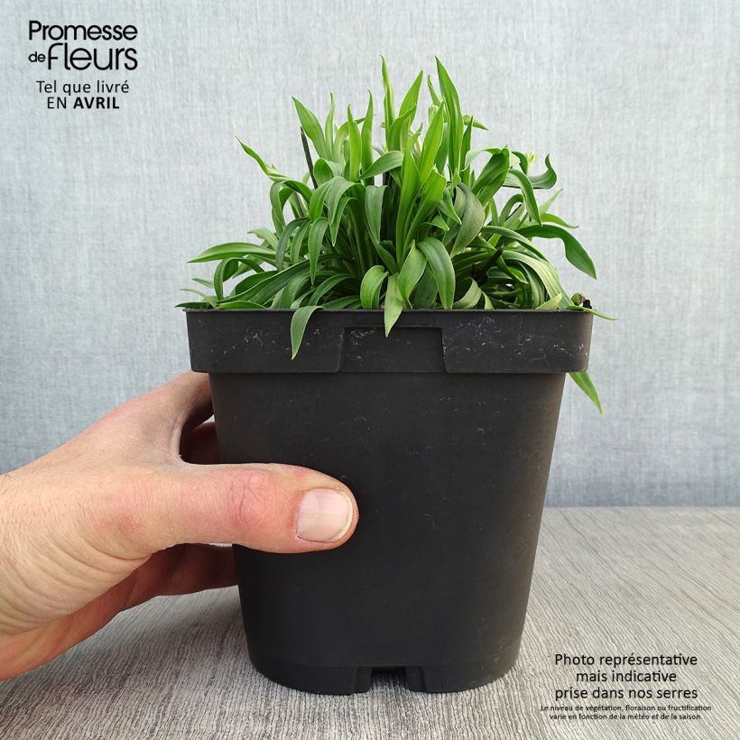 Example of Armeria pseudarmeria Ballerina Red - Gazon d'Espagne. Pot de 2L/3L as you get in printemps