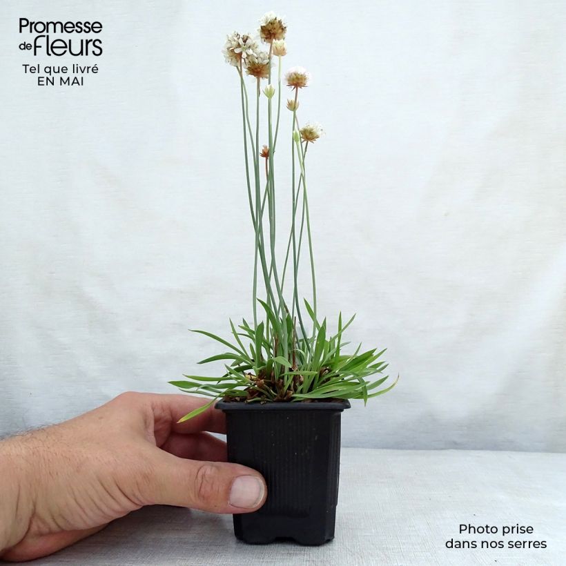 Example of Armeria pseudarmeria Ballerina White - Gazon d'Espagne Godet de 8/9 cm as you get in printemps