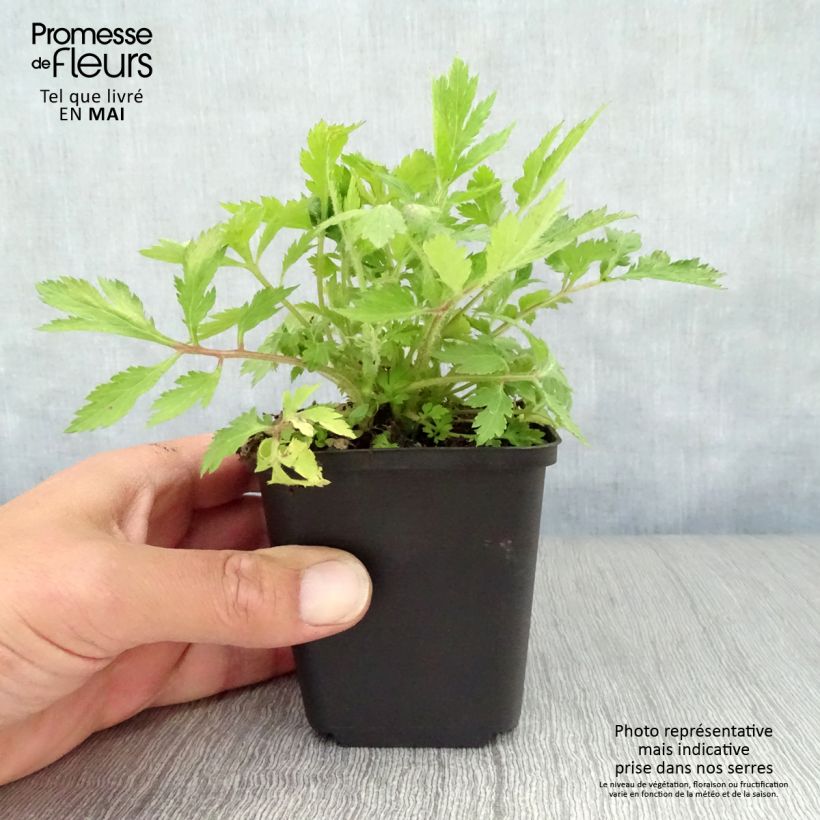 Example of Armoise - Artemisia lactiflora Godet de 8/9 cm as you get in printemps