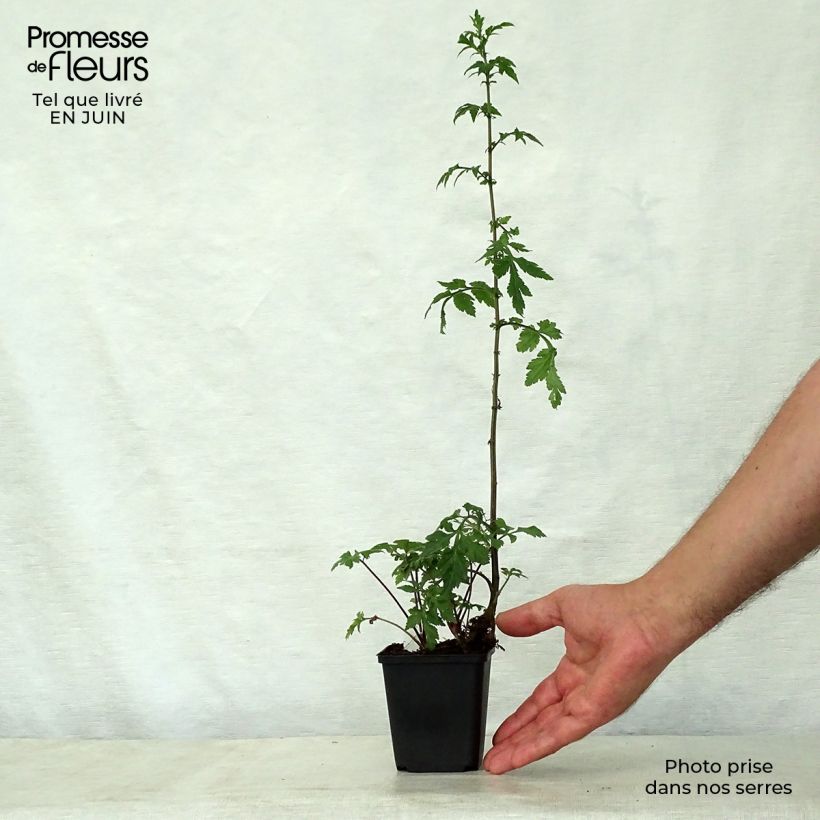 Spécimen de Armoise - Artemisia lactiflora Guizhou Godet de 8/9 cm tel que livré en été