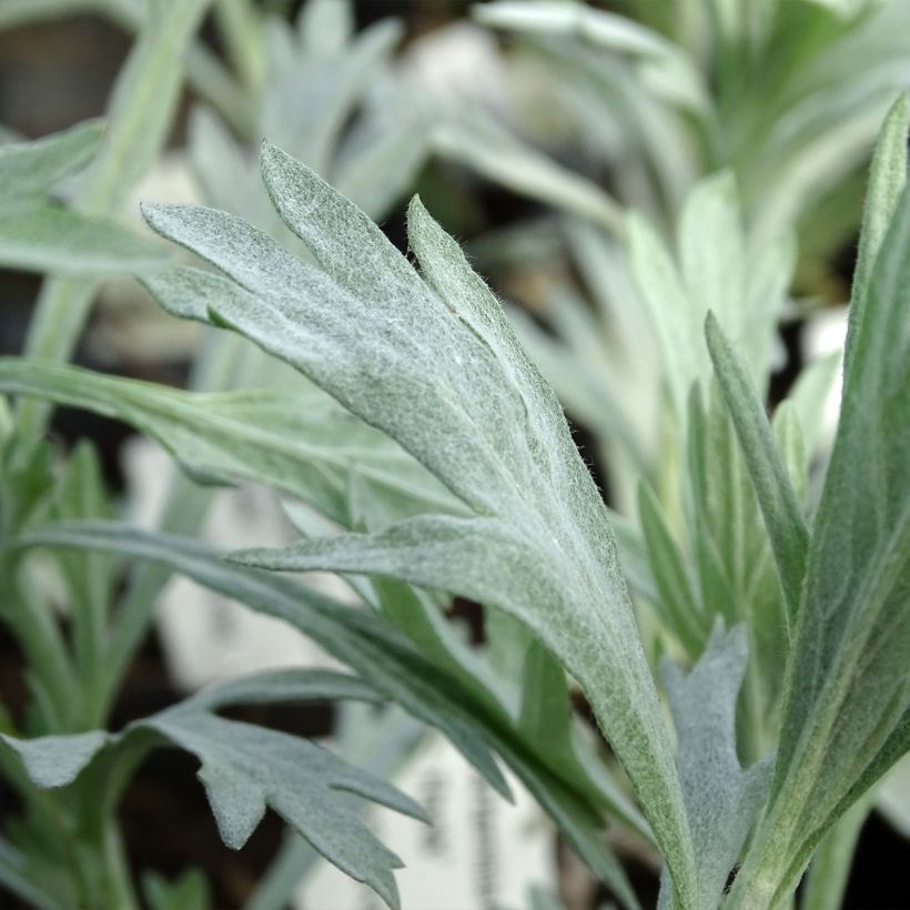 Armoise - Artemisia ludoviciana Valerie Finnis (Foliage)