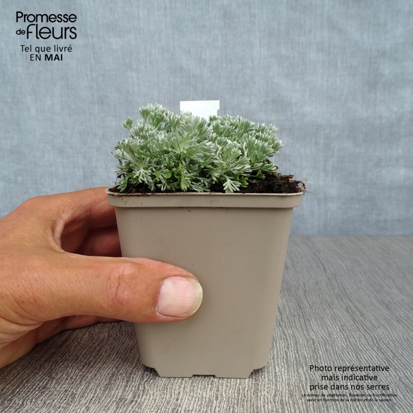 Example of Armoise - Artemisia schmidtiana Nana Godet de 8/9 cm as you get in printemps