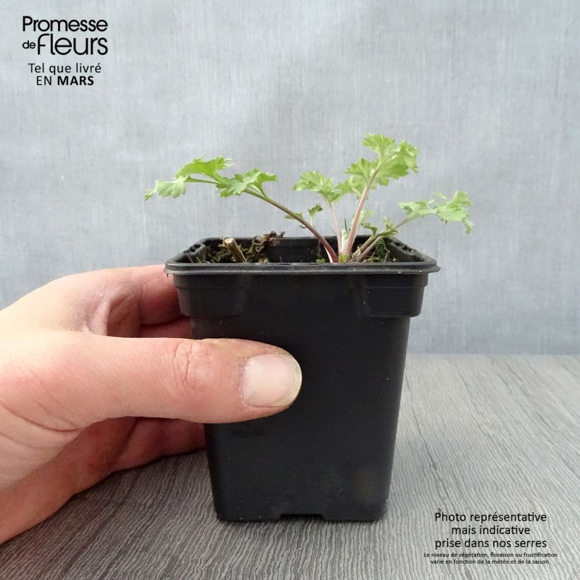 Example of Armoise - Artemisia vulgaris BIO - Herbe de feu Godet de 7/8 cm as you get in printemps