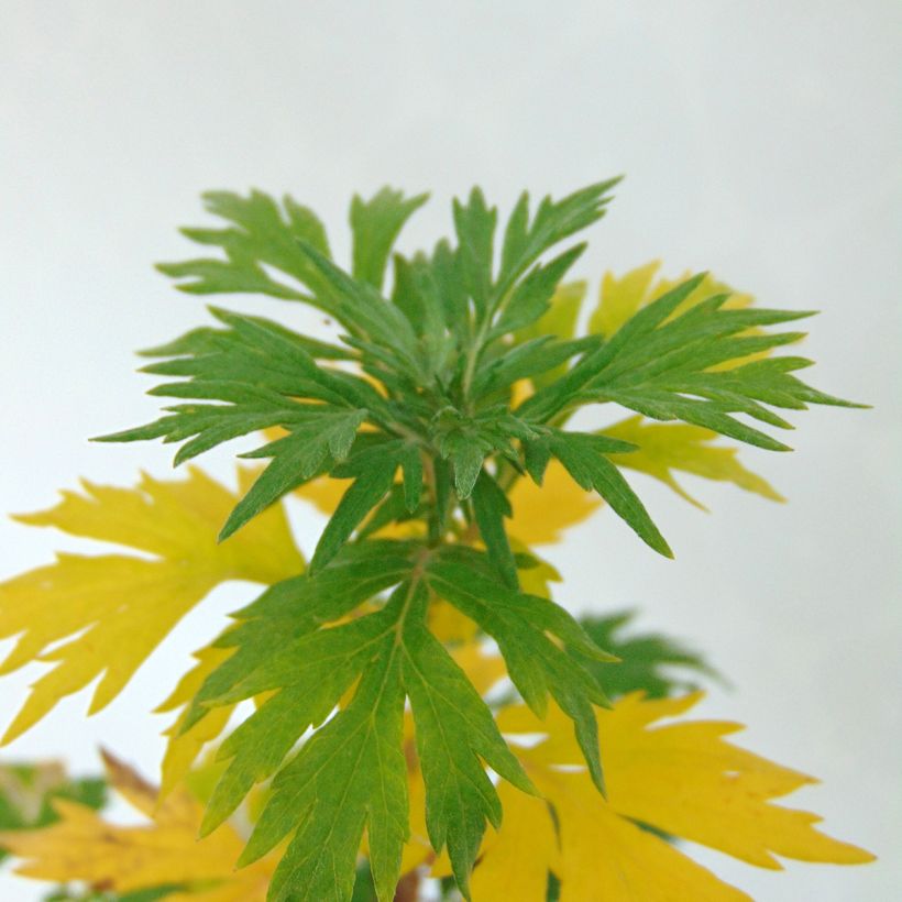 Armoise - Artemisia vulgaris - Herbe de feu (Foliage)