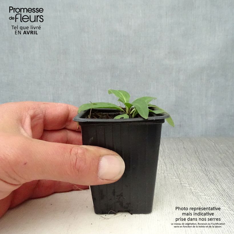 Example of Arnica montana BIO - Plantain des Alpes Godet de 7/8 cm as you get in printemps