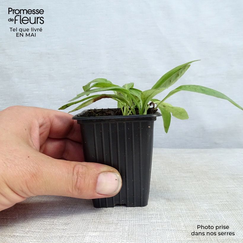 Spécimen de Arnica montana - Plantain des Alpes Godet de 8/9 cm tel que livré au printemps