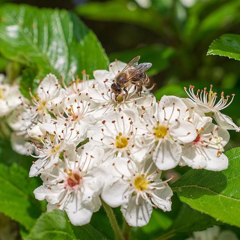 Aronia melanocarpa - Aronie à fruits noirs (Flowering)