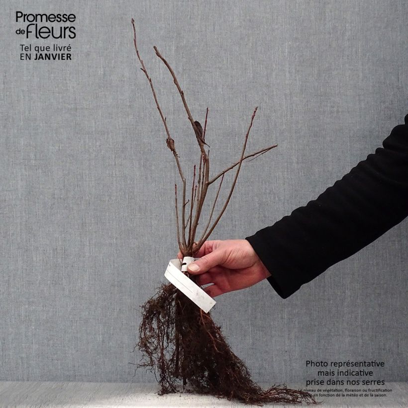 Example of Aronia melanocarpa - Aronie à fruits noirs Racines nues as you get in hiver