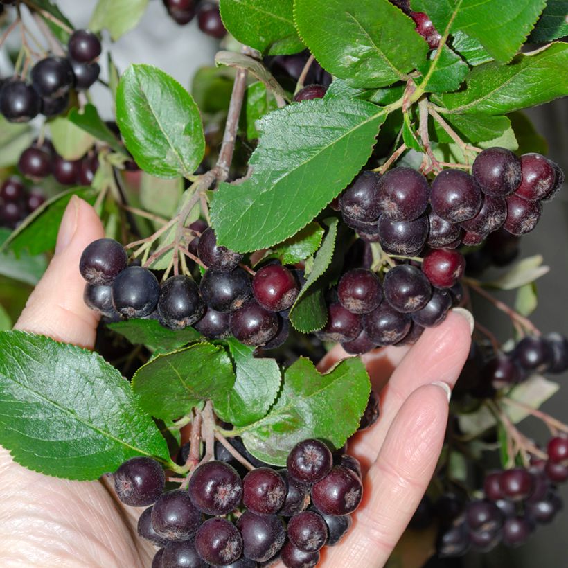 Aronia melanocarpa - Aronie à fruits noirs (Harvest)