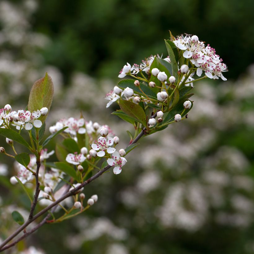 Aronia melanocarpa Hugin - Aronie à fruits noirs (Flowering)