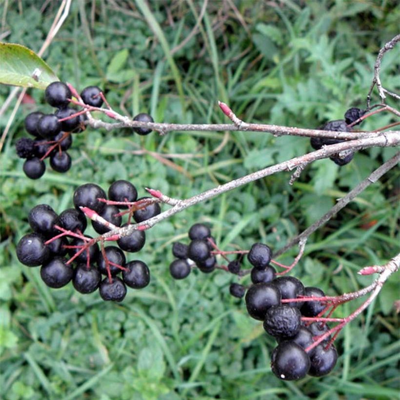 Aronia melanocarpa Professor Ed - Aronie à fruits noirs (Harvest)