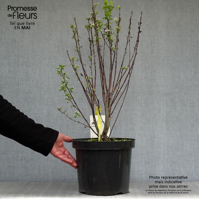Example of Aronia melanocarpa Professor Ed - Aronie à fruits noirs Pot de 7,5L/10L as you get in printemps