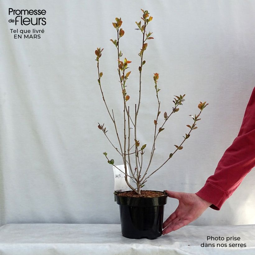 Example of Aronia prunifolia Aron Pot de 2L/3L as you get in printemps