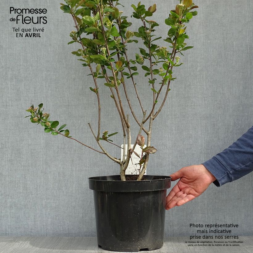 Example of Aronia prunifolia Aron Pot de 7,5L/10L as you get in printemps