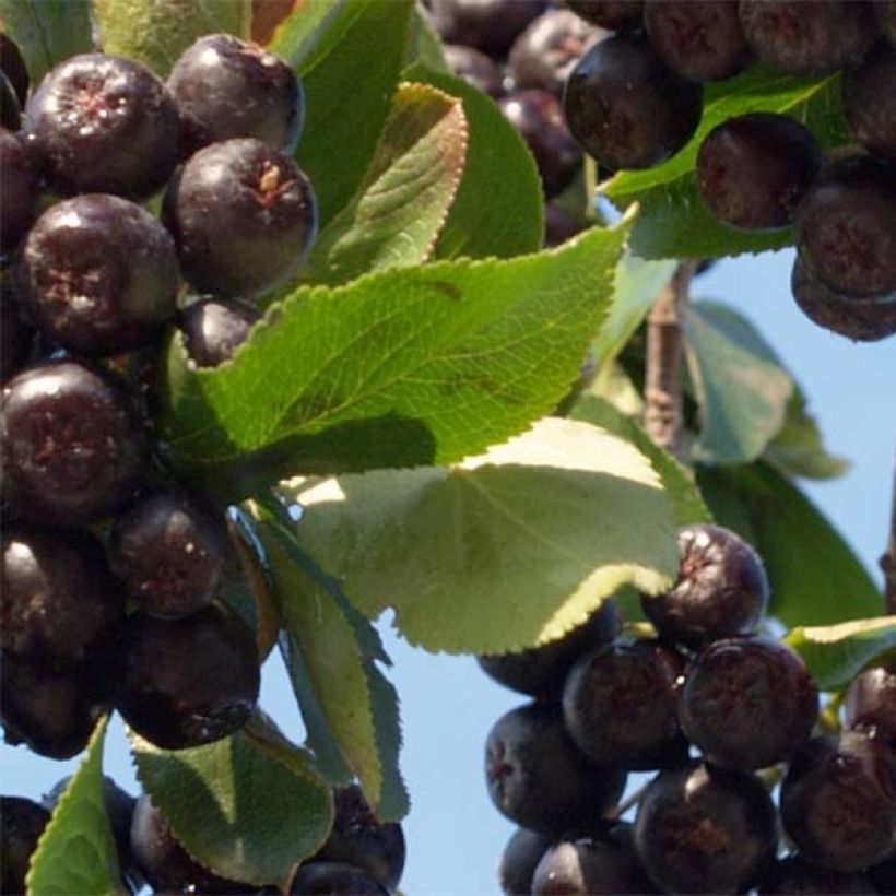 Aronia prunifolia Nero - Aronie à gros fruits. (Foliage)