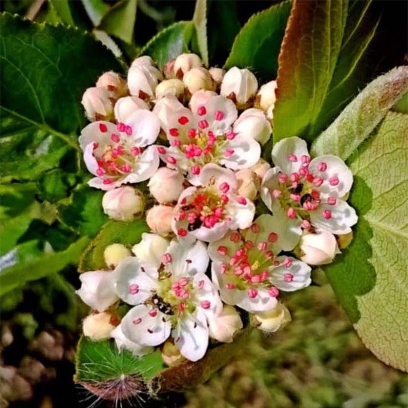 Aronia prunifolia Nero - Aronie à gros fruits. (Flowering)