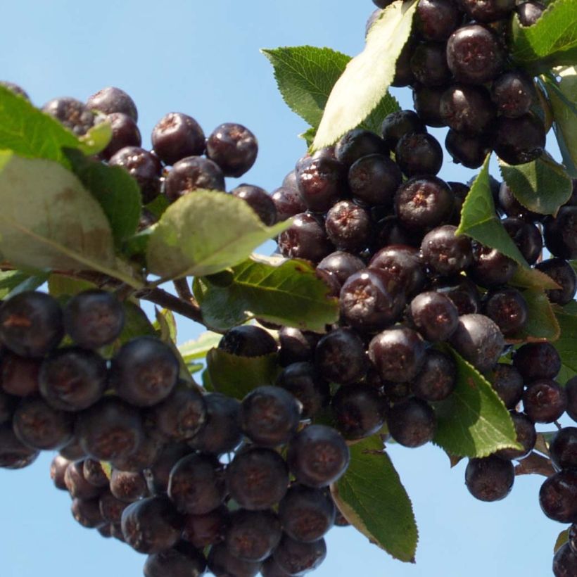 Aronia prunifolia Nero - Aronie à gros fruits. (Harvest)