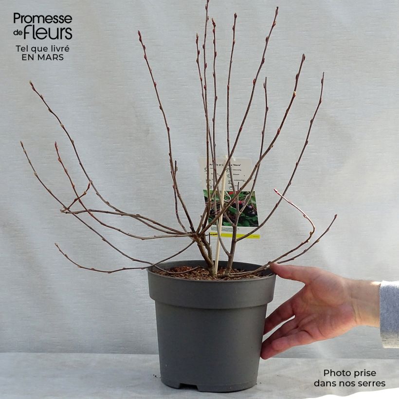Example of Aronia prunifolia Nero - Aronie à gros fruits. Pot de 1,5L/2L as you get in printemps