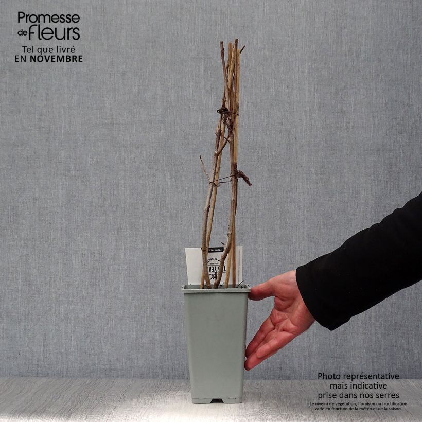 Spécimen de Aronia prunifolia Viking Pot de 1,5L/2L tel que livré en automne