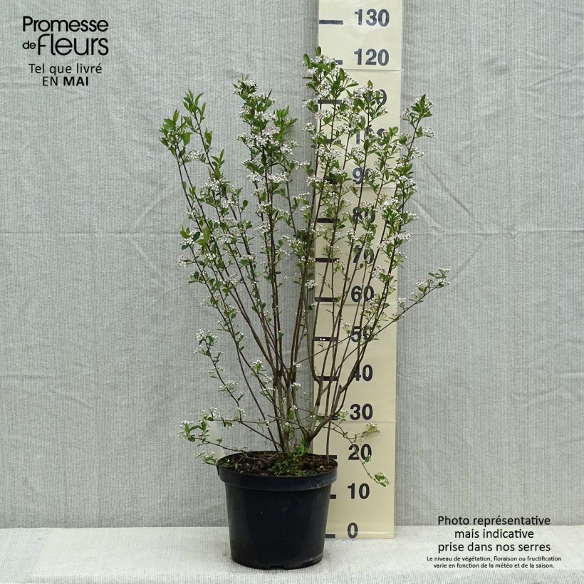 Example of Aronia melanocarpa Hugin - Aronie à fruits noirs Pot de 7,5L/10L as you get in printemps